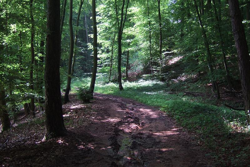 3-2-03 Wald bei Tawern.JPG - Schlammwege hinter Tawern - bedingt durch das Unwetter vom Vortag